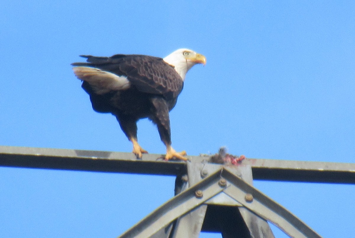 Bald Eagle - A J