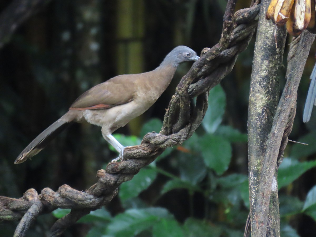 Gray-headed Chachalaca - ML612756808