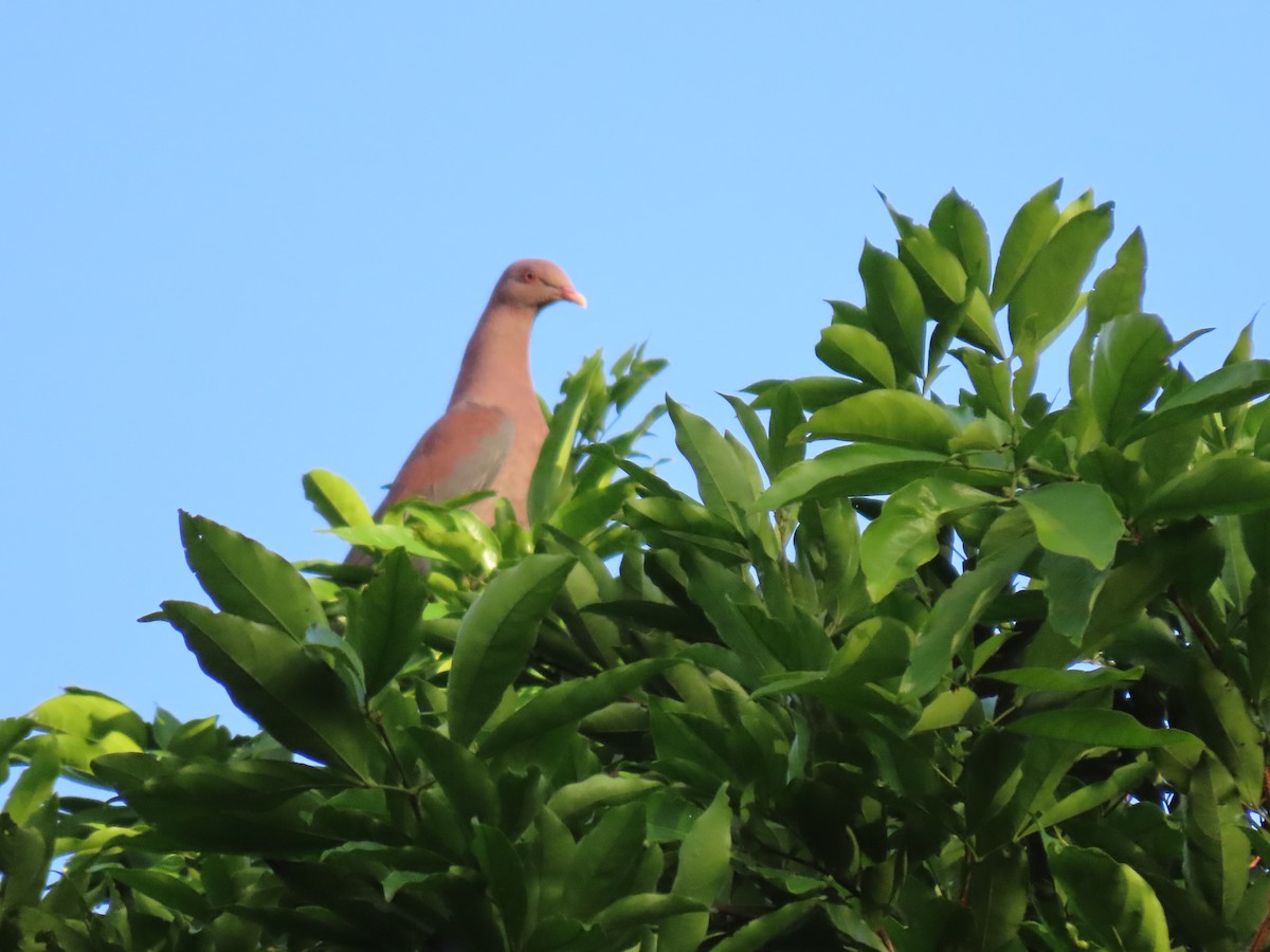 Red-billed Pigeon - ML612756821