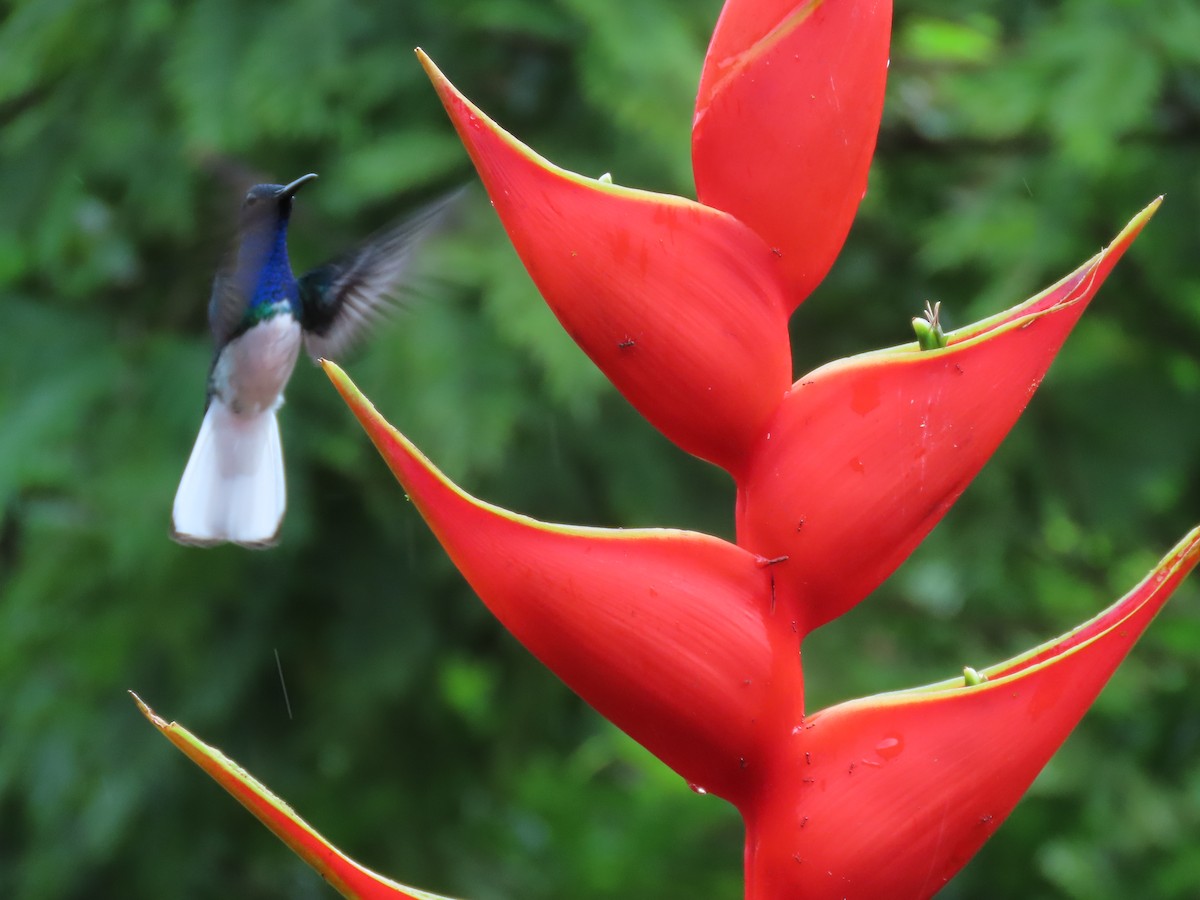 White-necked Jacobin - ML612756834