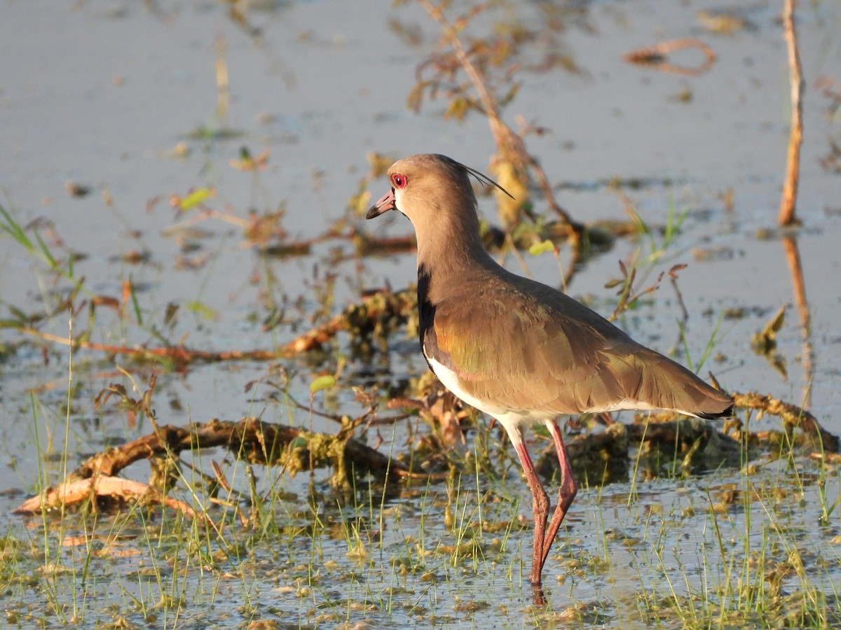 Southern Lapwing - ML612756836