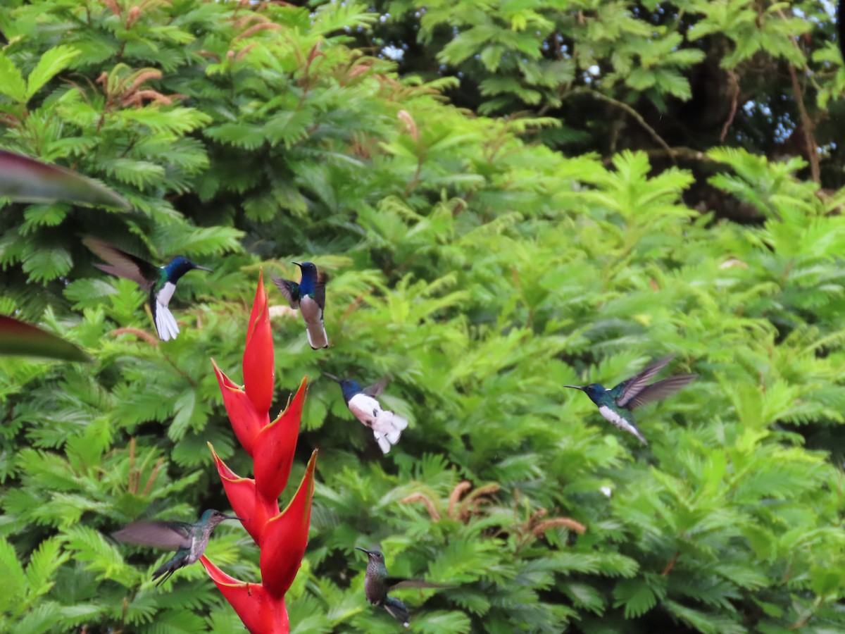 White-necked Jacobin - ML612756861