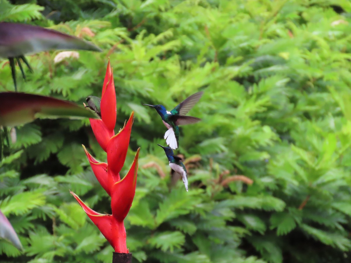 Colibrí Nuquiblanco - ML612756872