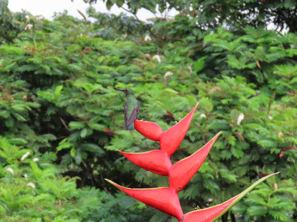 Scaly-breasted Hummingbird - ML612756892