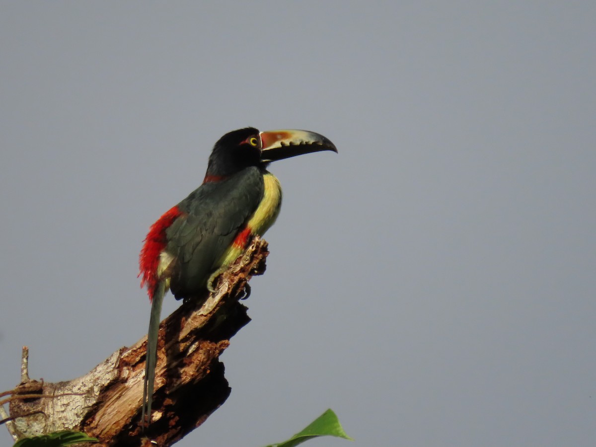 Collared Aracari - ML612756957