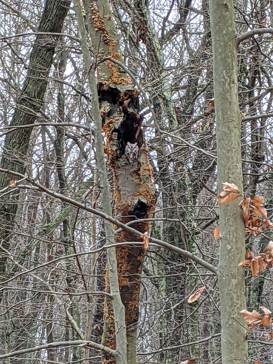 Eastern Screech-Owl - David Spawn