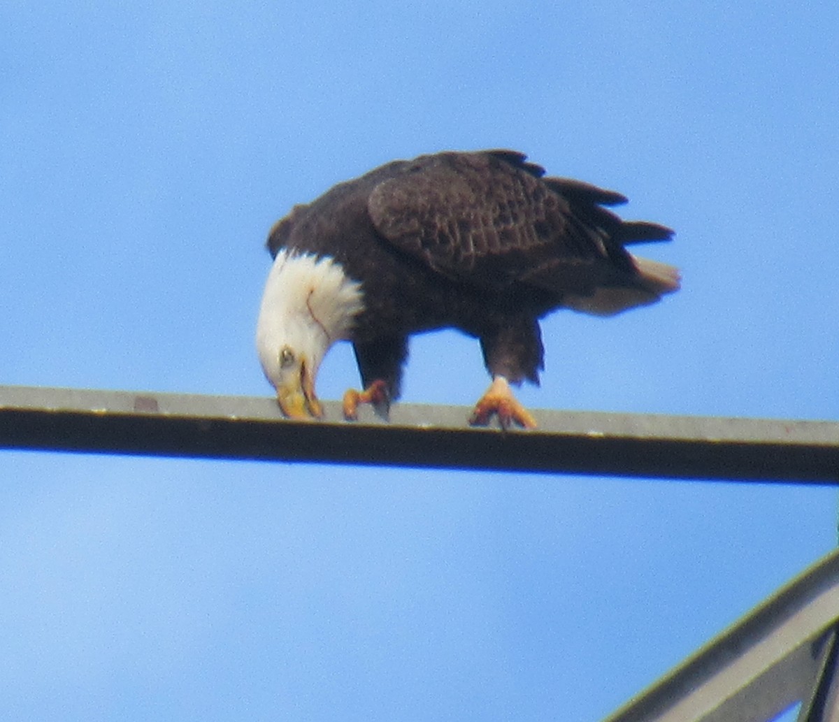 Weißkopf-Seeadler - ML612757024