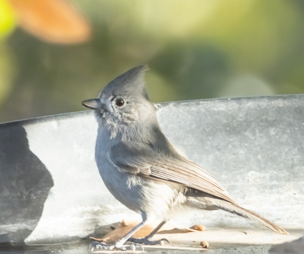 Juniper Titmouse - ML612757031