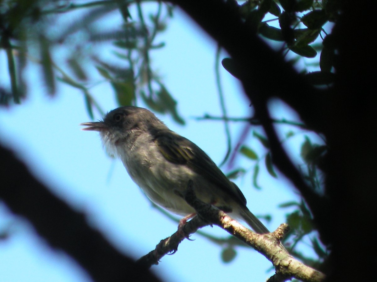 Pearly-vented Tody-Tyrant - Gerónimo Sergio Sampaolesi