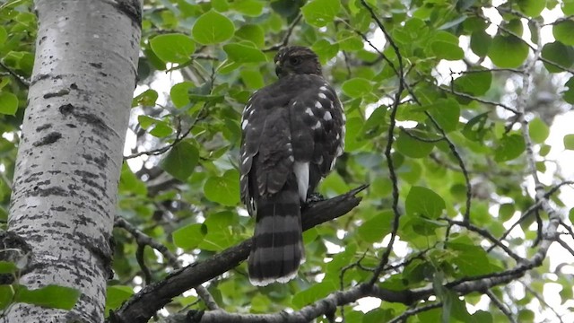 Cooper's Hawk - ML612757070