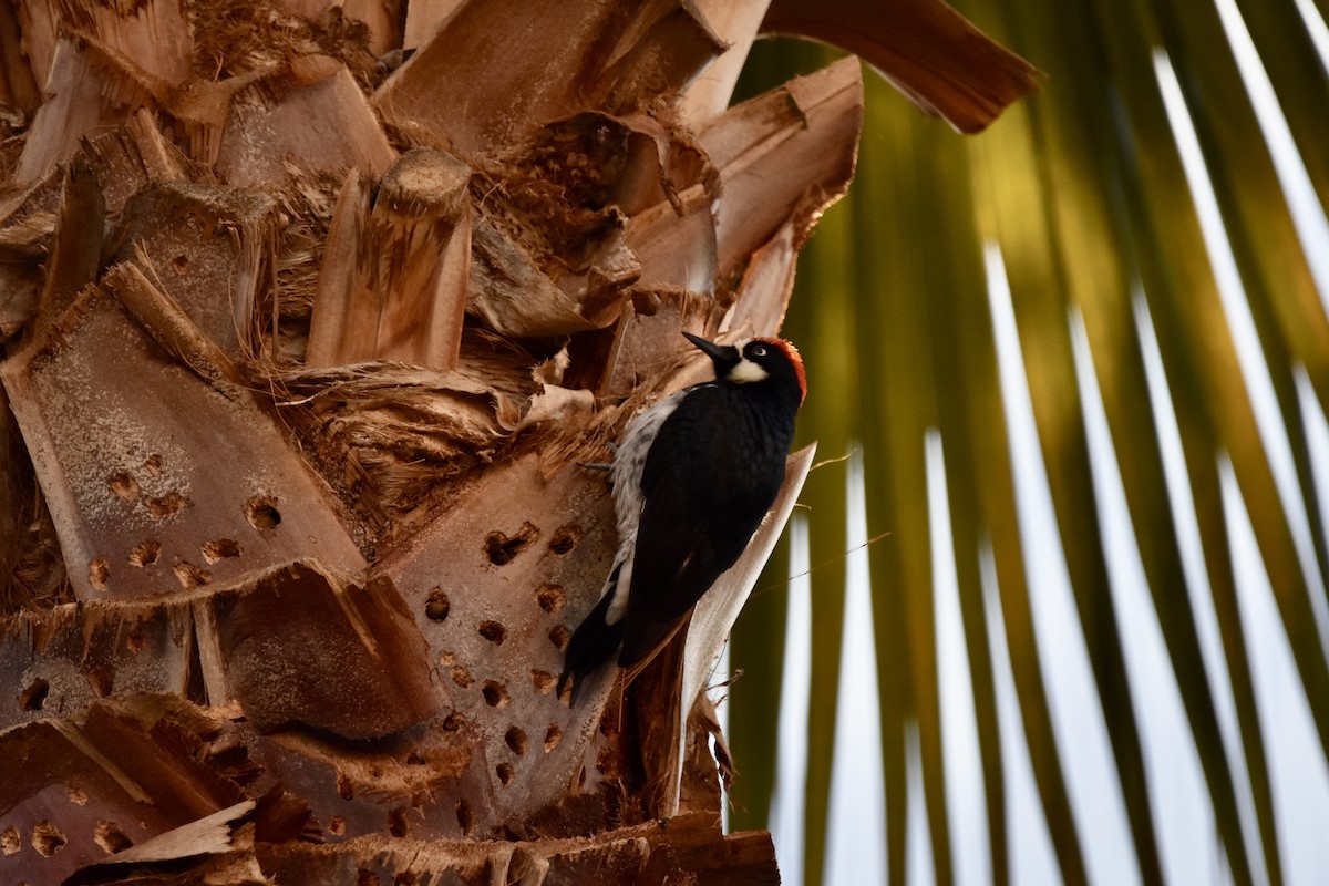 Acorn Woodpecker - ML612757236