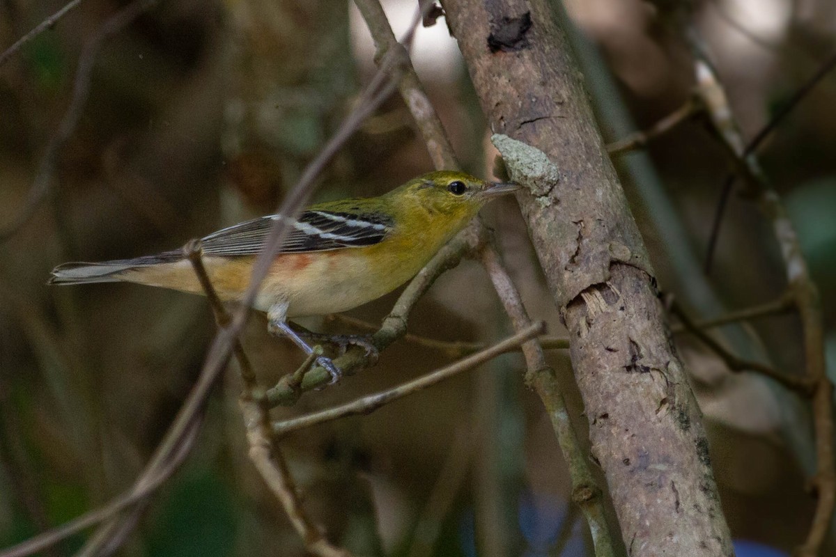 Bay-breasted Warbler - ML612757245