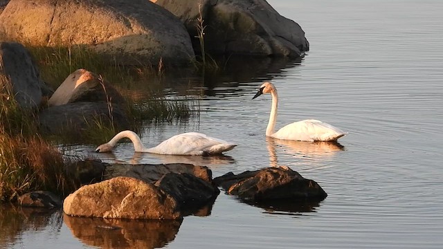 ナキハクチョウ - ML612757359