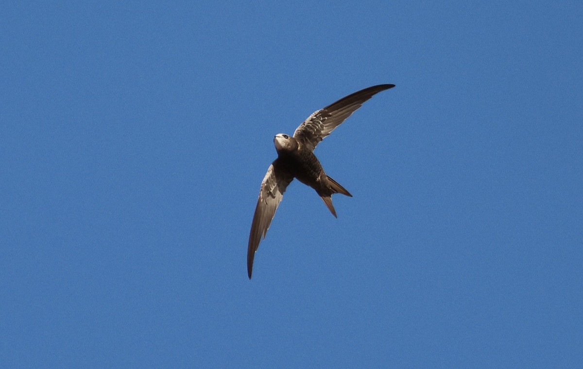 Common Swift - ML612757365