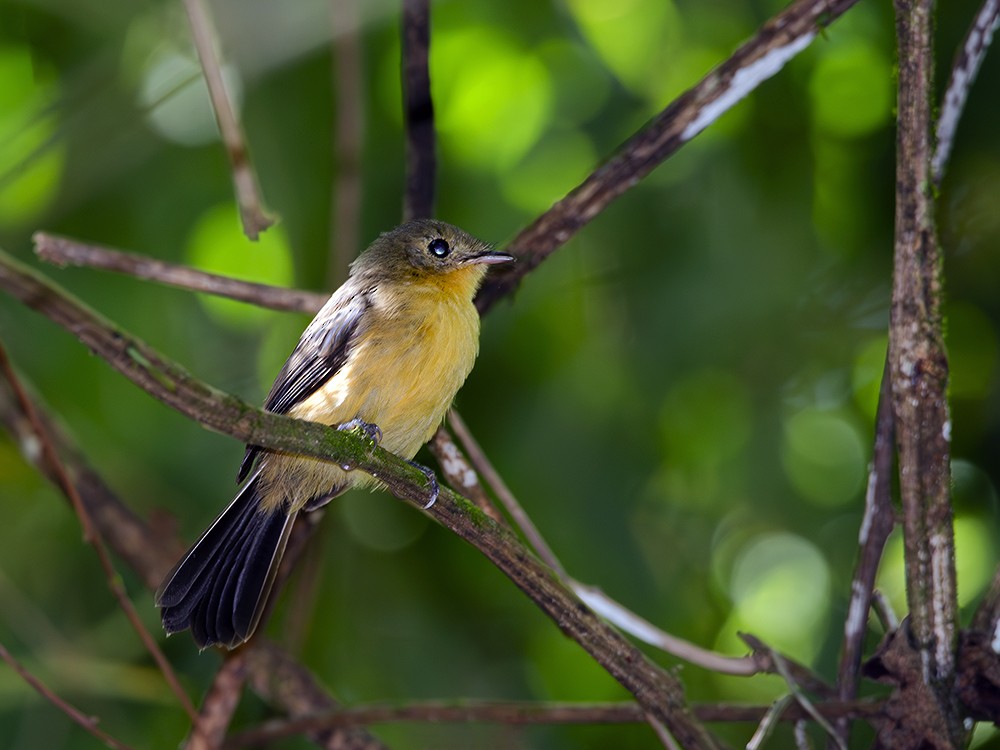 Black-tailed Flycatcher - ML612757367