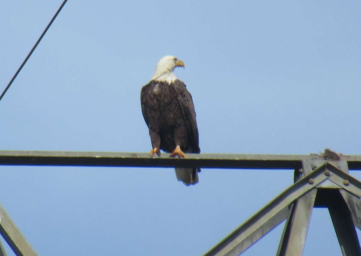 Bald Eagle - ML612757375