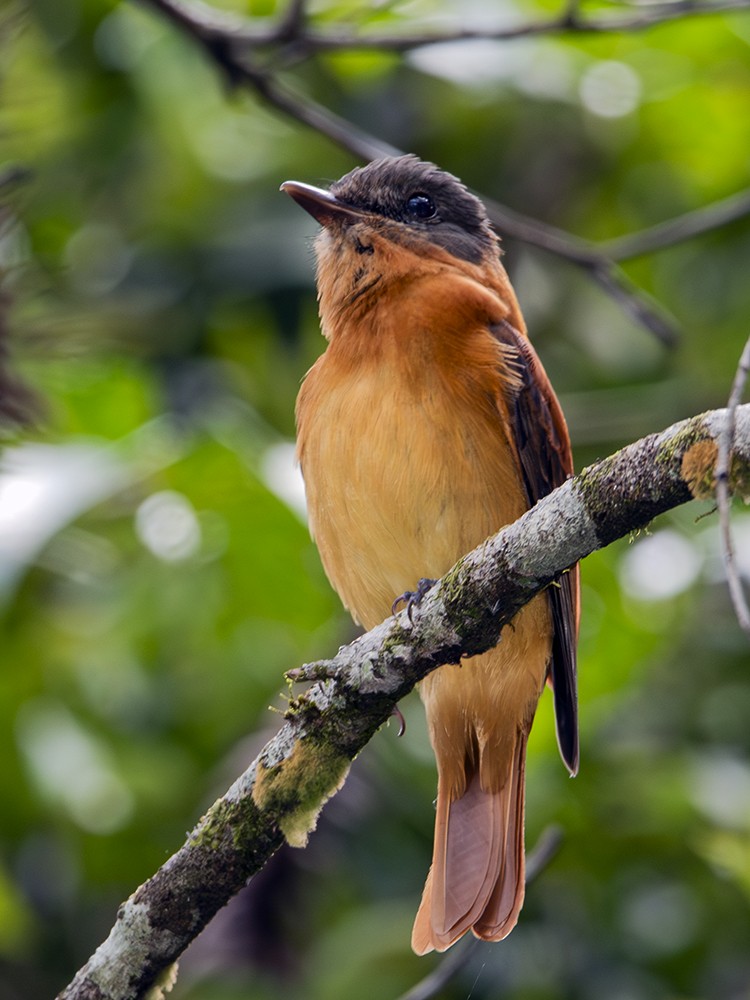 Rufous-tailed Attila - ML612757381