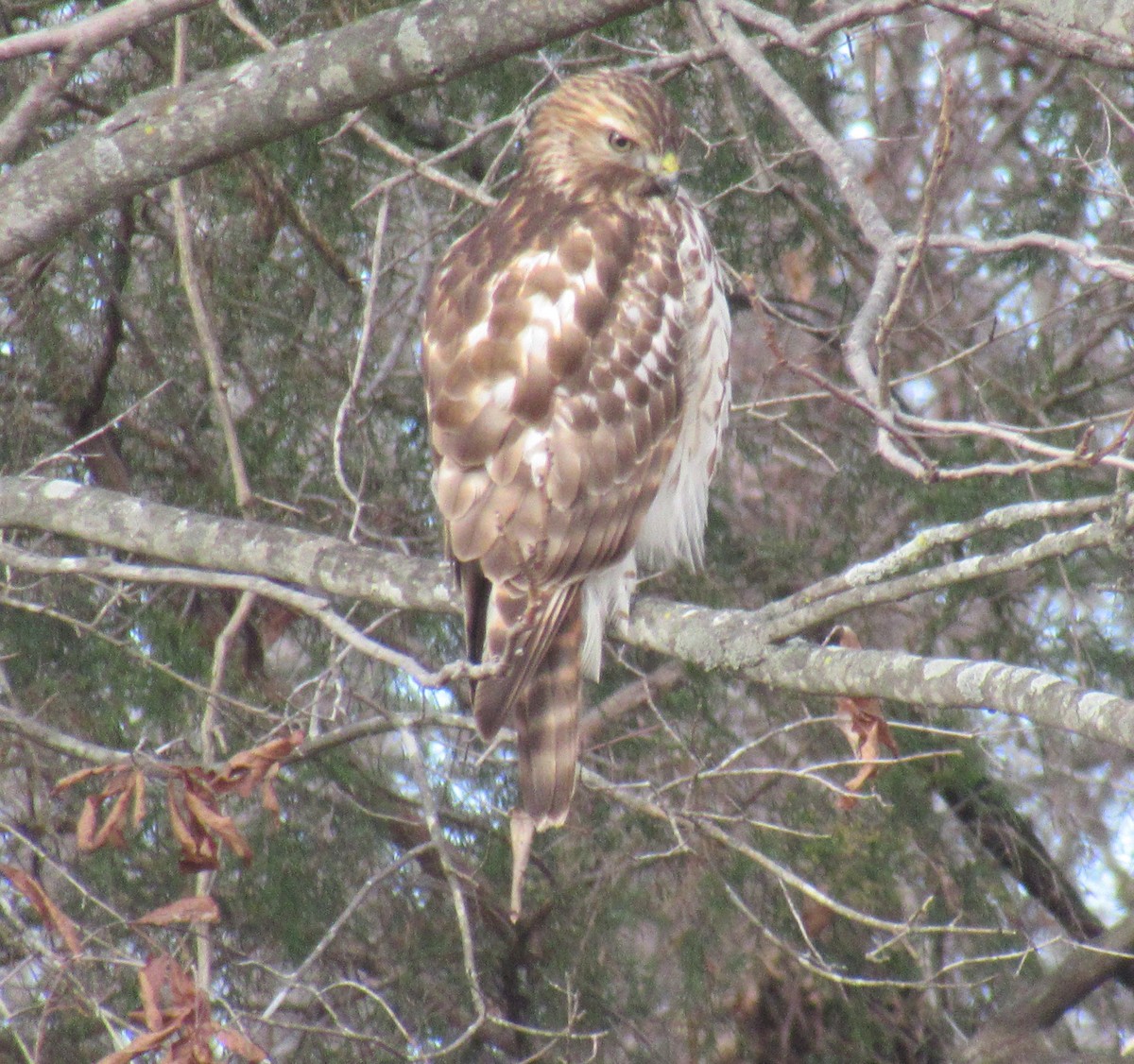 Red-shouldered Hawk - ML612757385