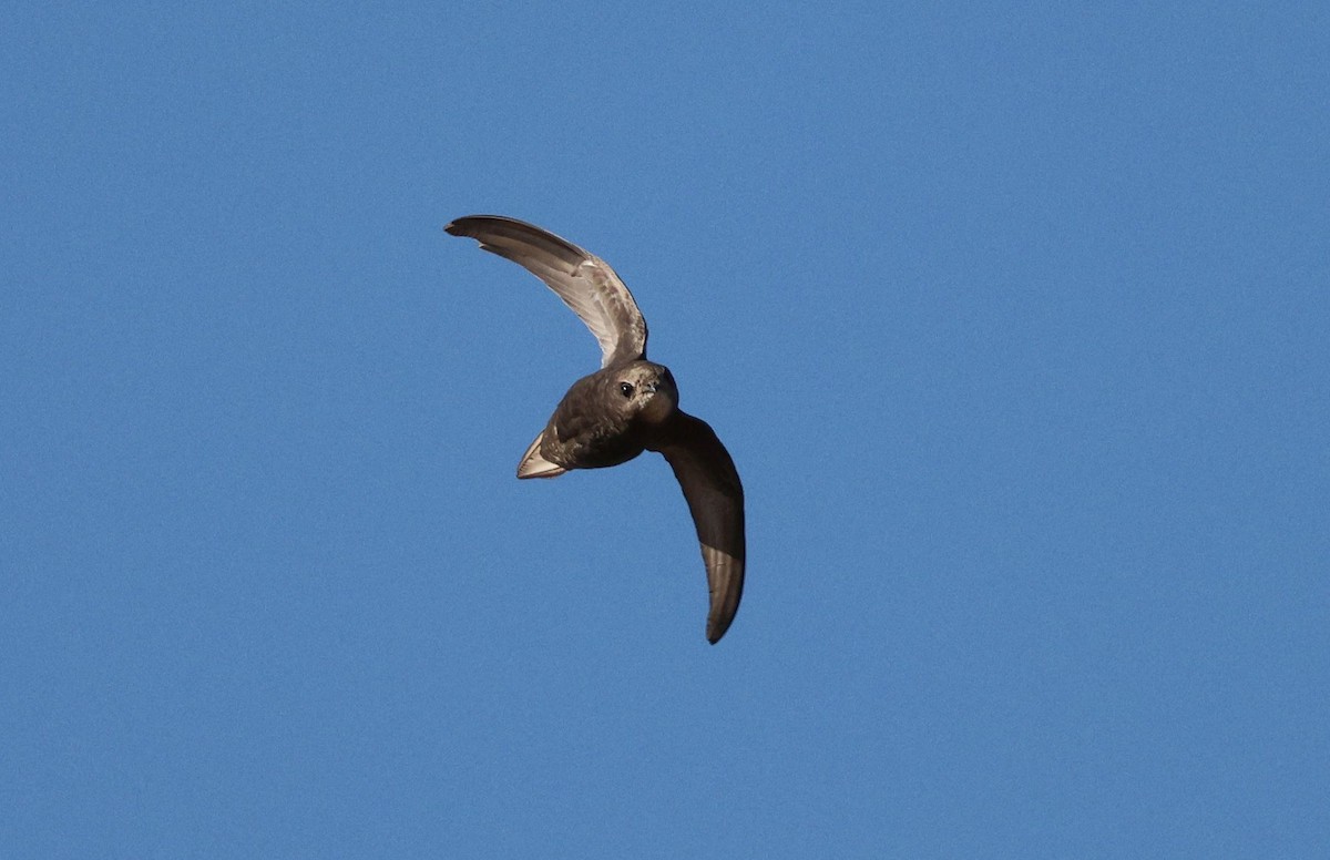 Common Swift - ML612757450