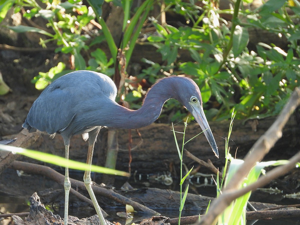 Little Blue Heron - ML612757492