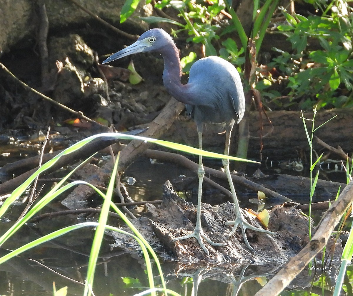 Little Blue Heron - Manuel Pérez R.