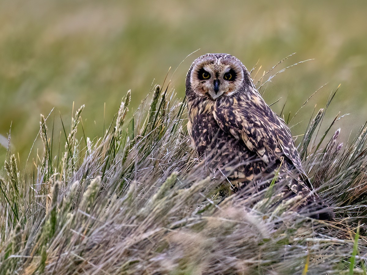 Short-eared Owl - ML612757506