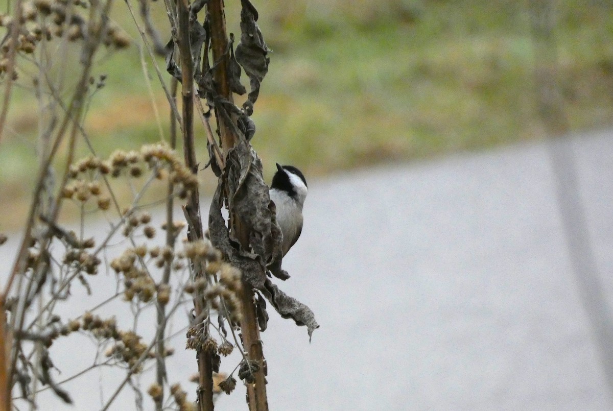 Carolina Chickadee - ML612757538