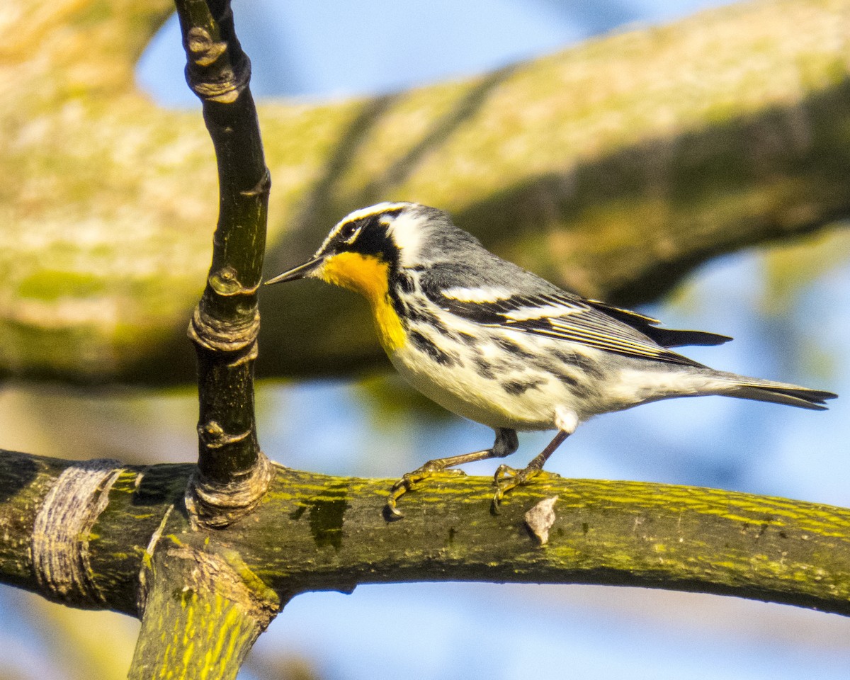 Yellow-throated Warbler - ML612757589