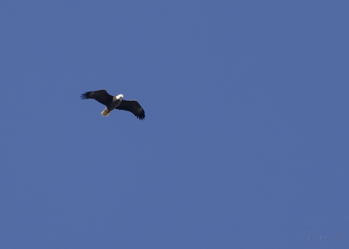 Bald Eagle - ML612757633