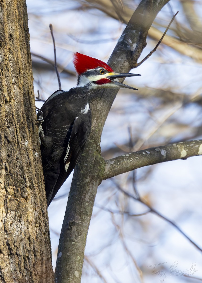 Pileated Woodpecker - ML612757636