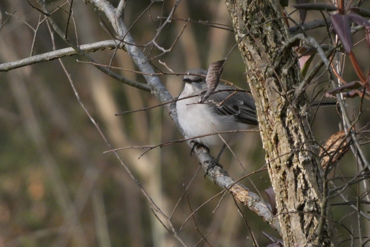 Northern Mockingbird - ML612757646