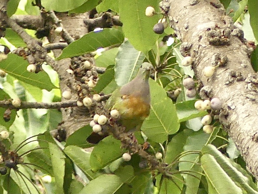 Pink-necked Green-Pigeon - ML612757741