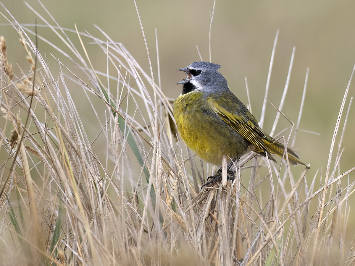 White-bridled Finch - Andres Vasquez Noboa