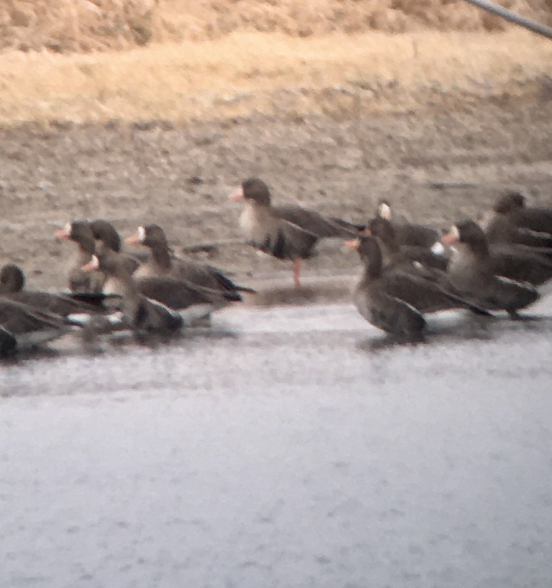 Greater White-fronted Goose - ML612757792