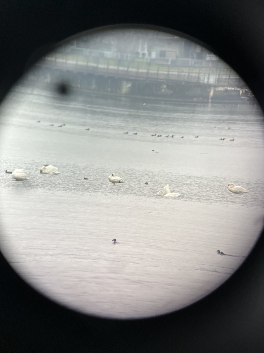 Tundra Swan - ML612757805