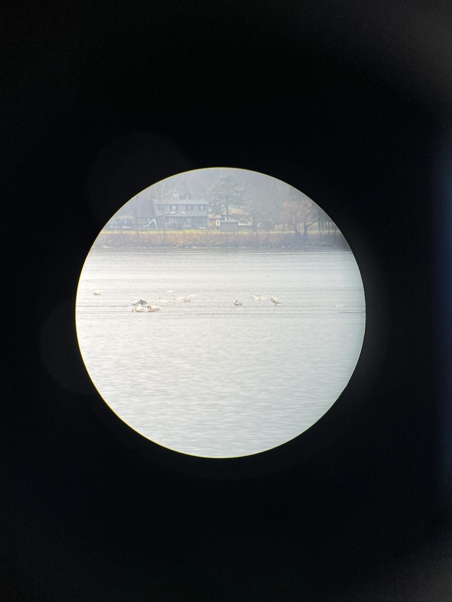 Tundra Swan - ML612757806