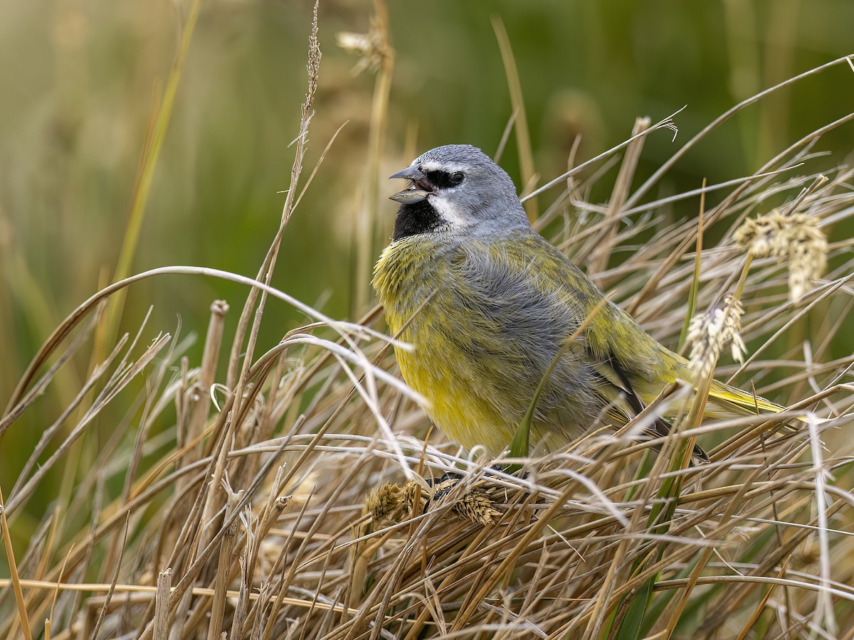 White-bridled Finch - Andres Vasquez Noboa