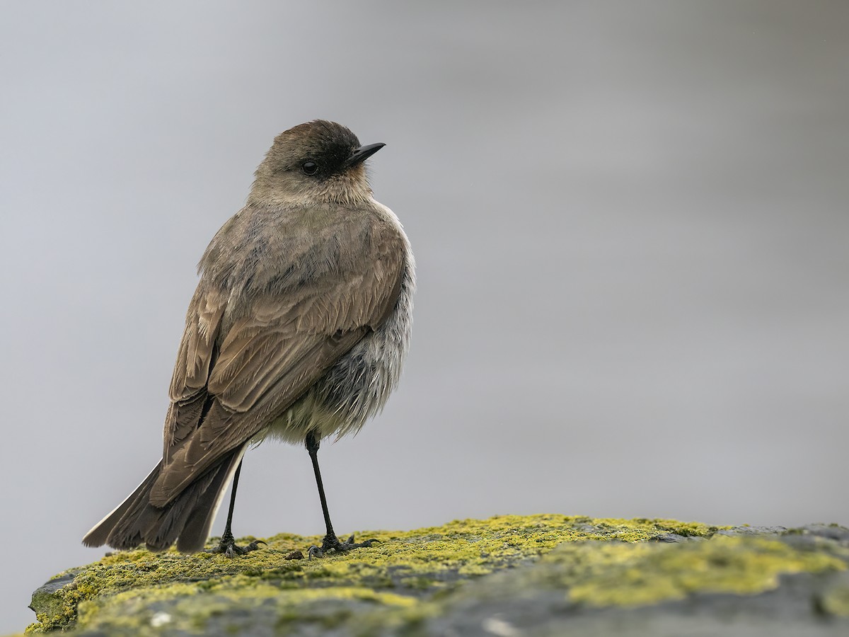 カオグロイワタイランチョウ - ML612757866