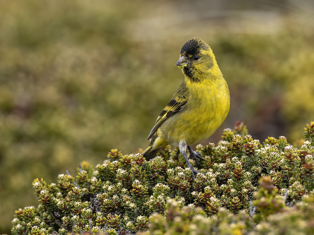 Black-chinned Siskin - ML612757892