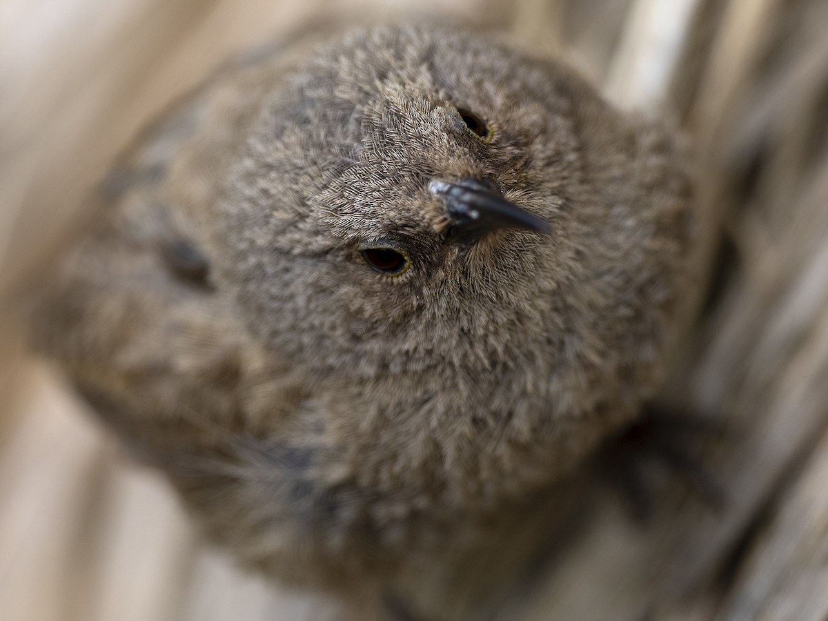 Cobb's Wren - ML612757906