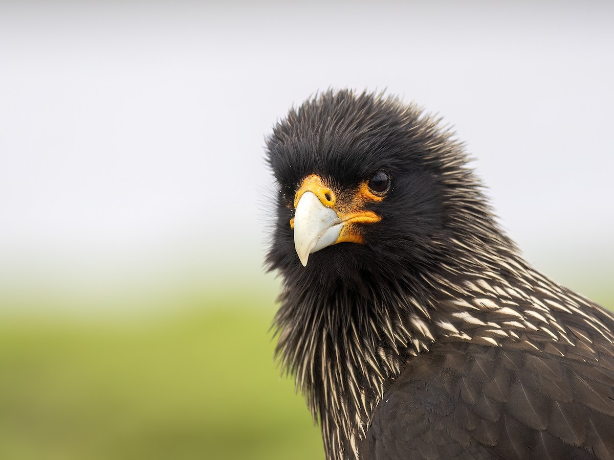 Striated Caracara - ML612757915