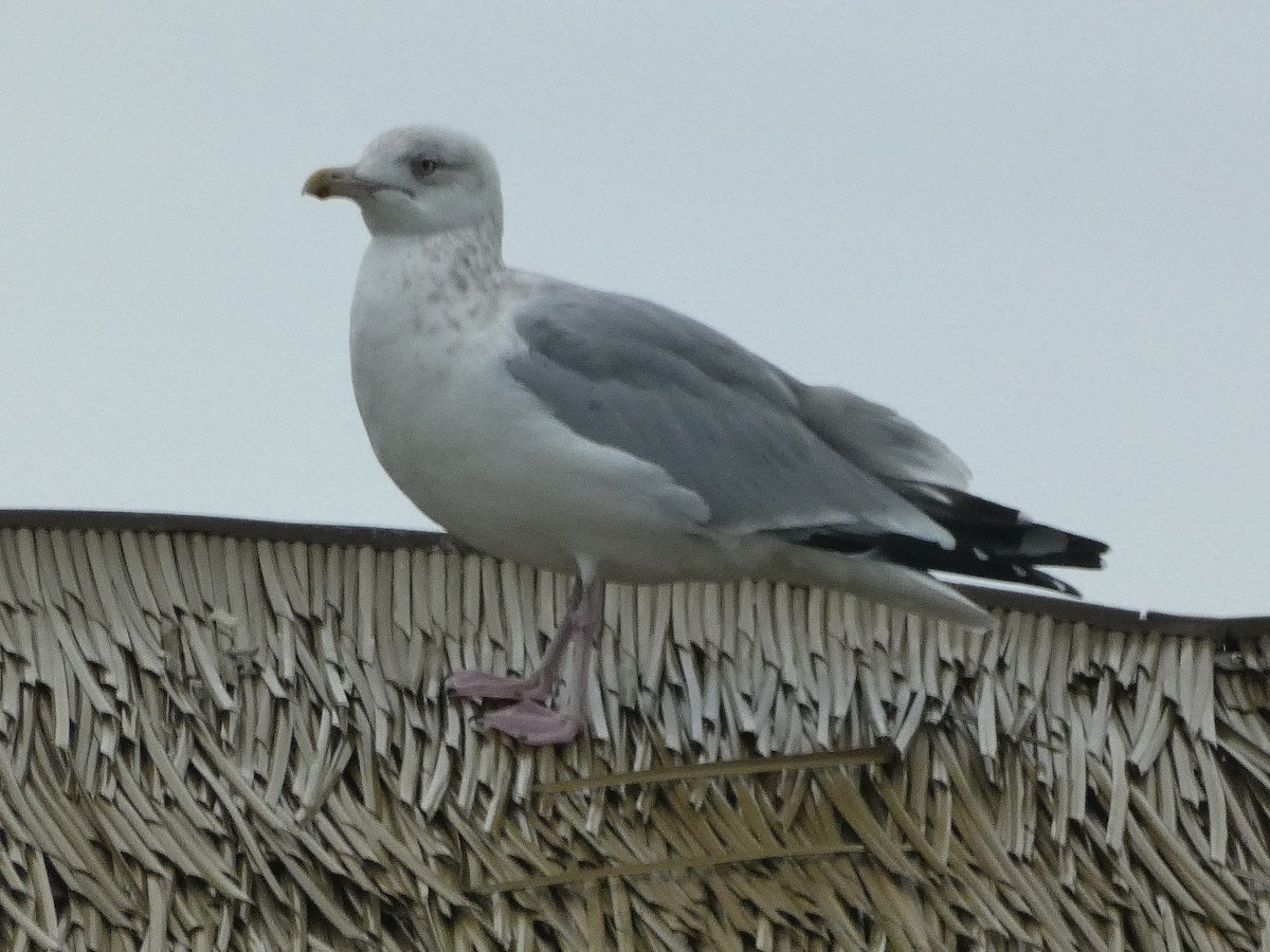 Herring Gull - ML612757917