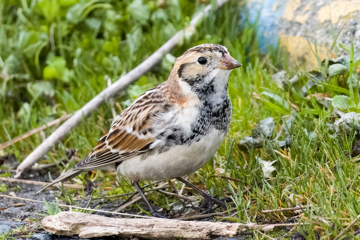 Lapland Longspur - ML612758031