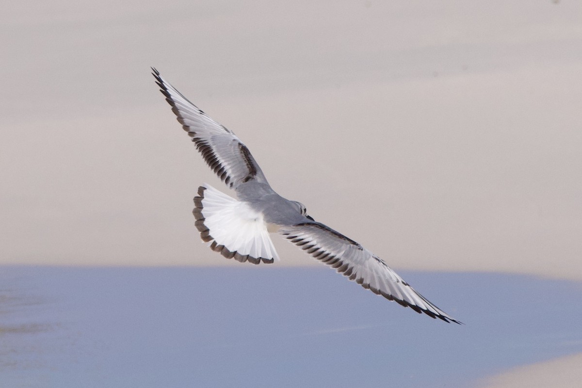 Bonaparte's Gull - ML612758033