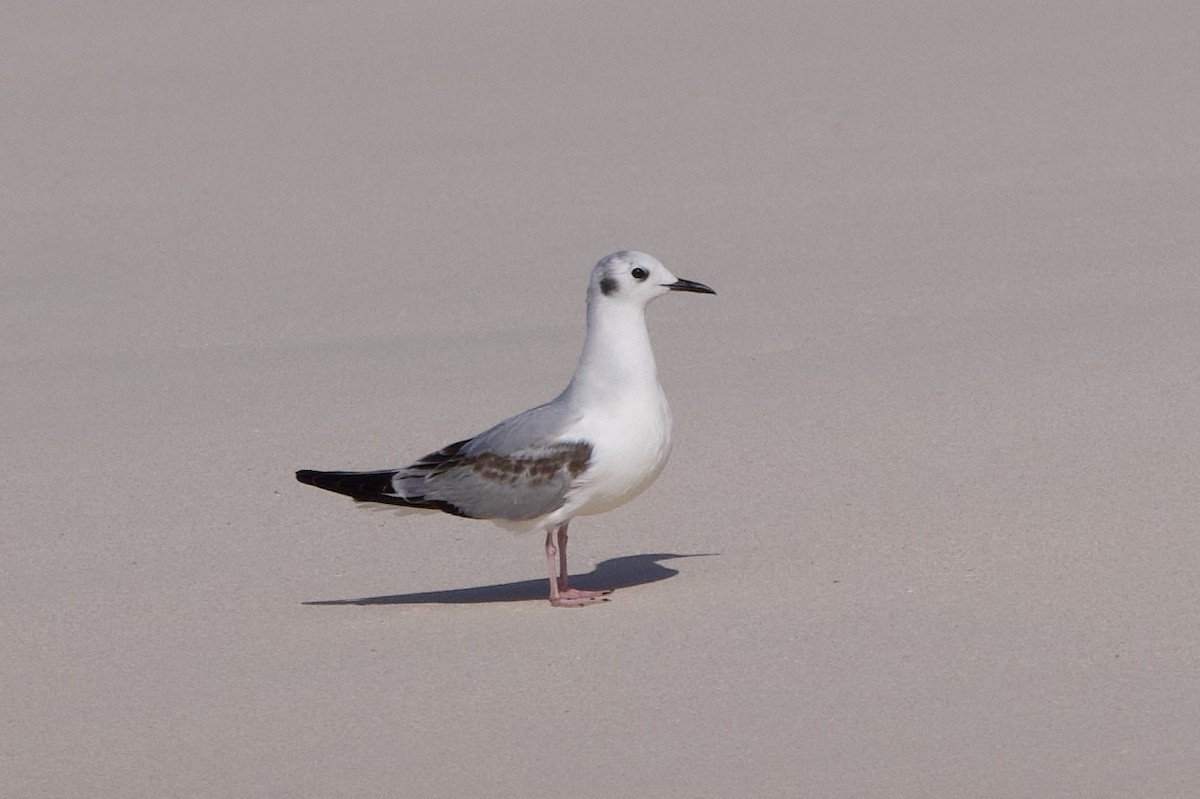 Bonaparte's Gull - ML612758037