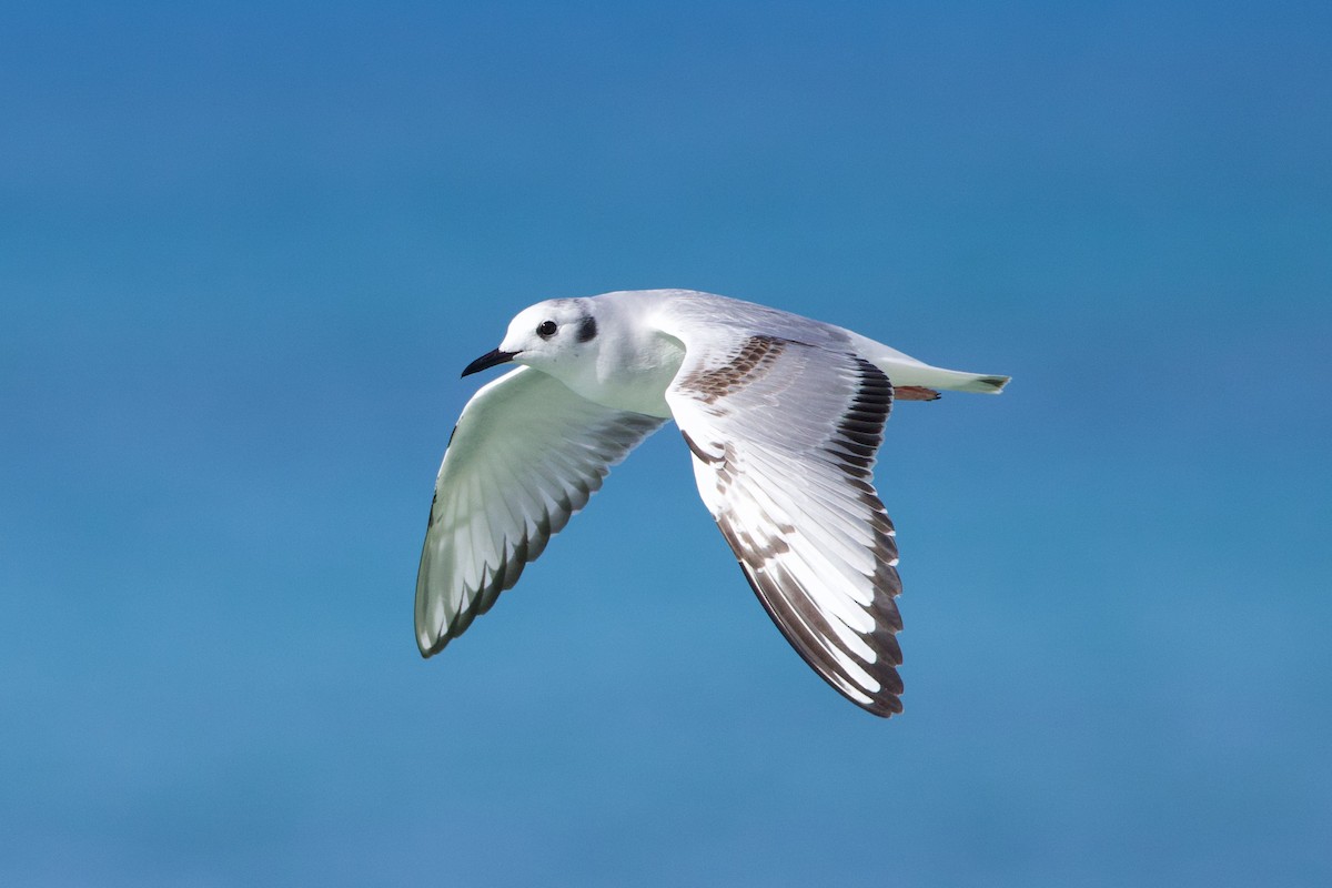 Bonaparte's Gull - Michael St John