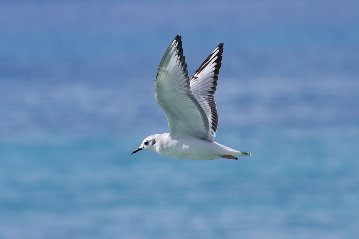 Bonaparte's Gull - ML612758086