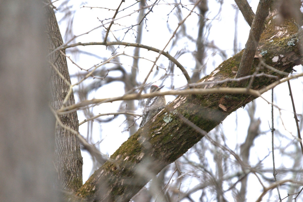 Yellow-bellied Sapsucker - ML612758087