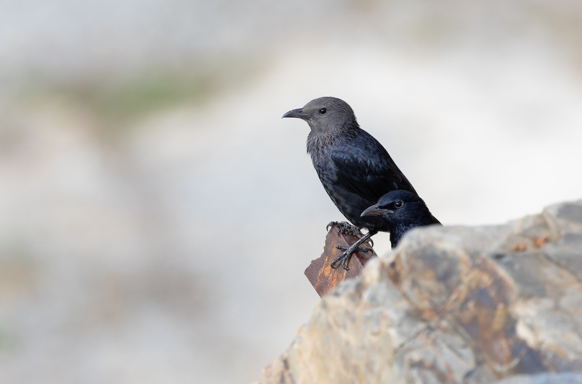 Tristram's Starling - ML612758133