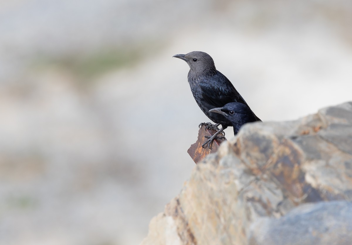 Tristram's Starling - Krzysztof Jankowski